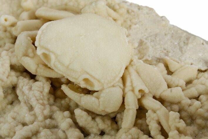 Fossil Crab (Potamon) Preserved in Travertine - Turkey #351137